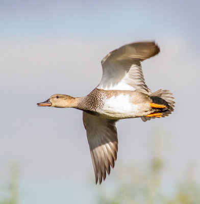 Gadwall