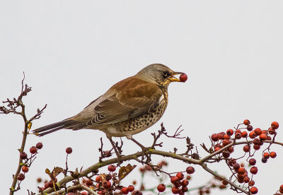 Fieldfare