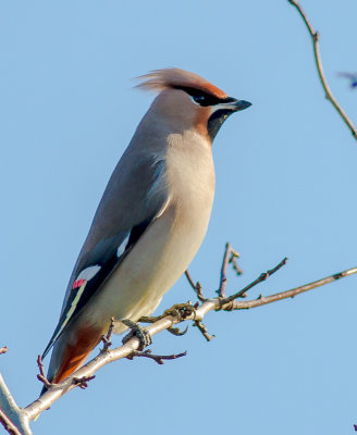 Waxwing
