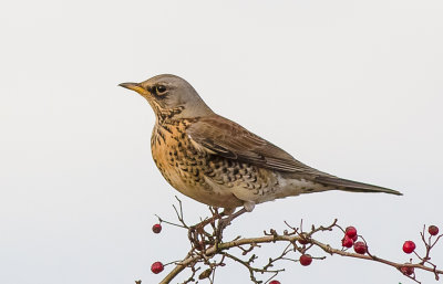Fieldfare