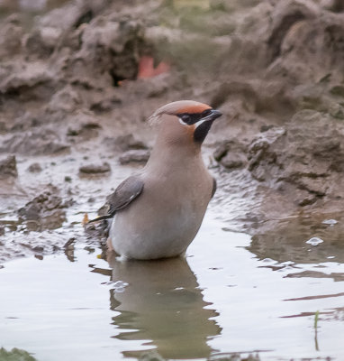Waxwing