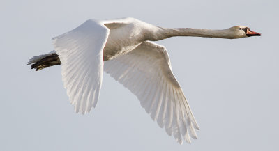 Mute Swan