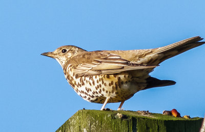 Mistle Thrush