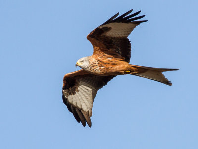 Red Kite