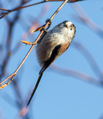 Long-tailed Tit