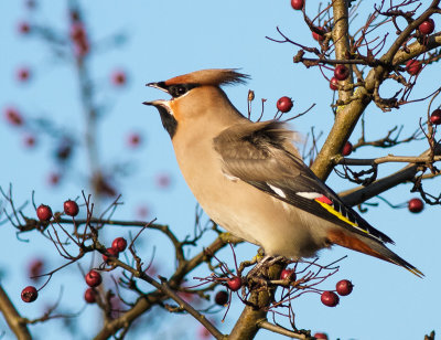 Waxwing