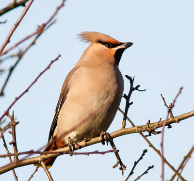 Waxwing