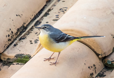Grey Wagtail