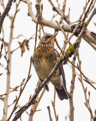 Fieldfare