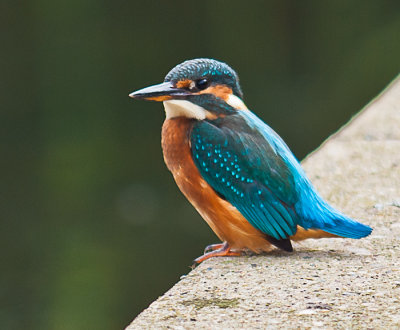 Kingfisher