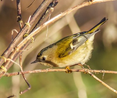 Goldcrest