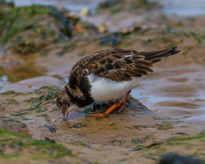 Turnstone