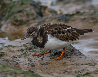 Turnstone