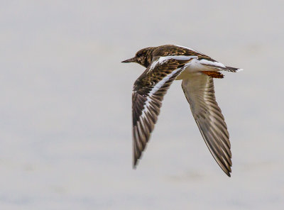 Turnstone