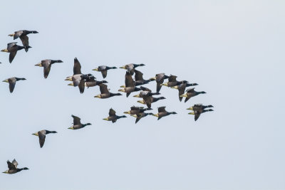 Brent Geese