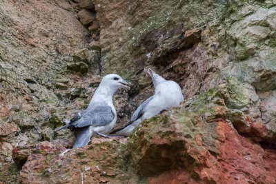 Fulmar