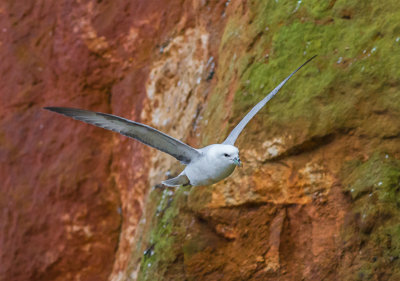 Fulmar