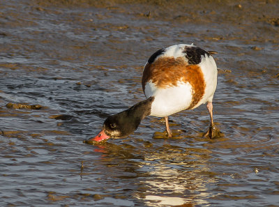Shelduck