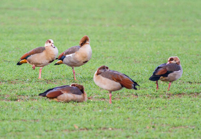 Egyptian Geese