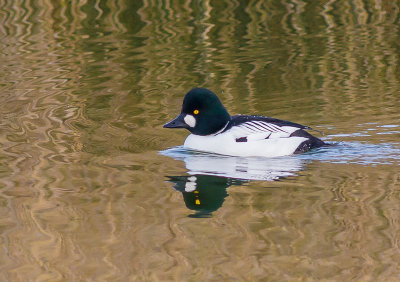 Goldeneye (male)