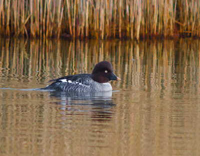 Goldeneye (female)