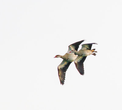 Egyptian Geese