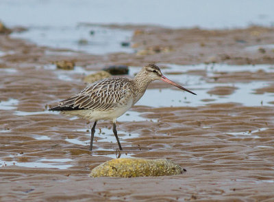 Bar-tailed Godwit
