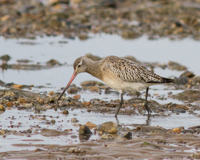 Bar-tailed Godwit