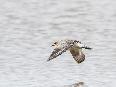 Grey Plover