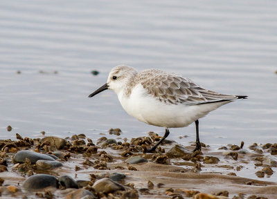 Sanderling