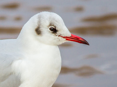 Black-headed Gull