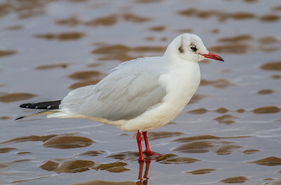 Black-headed Gull