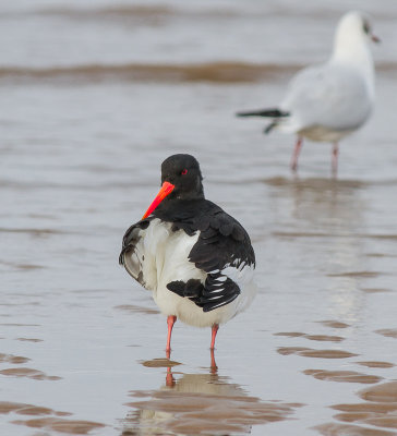 Oystercatcher