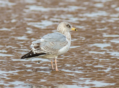 Herring Gull (2nd Winter juvenile)