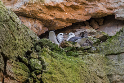 Fulmar