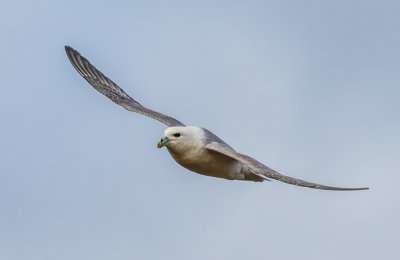 Fulmar