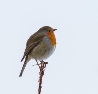 Robin