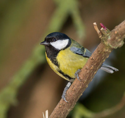 Great Tit