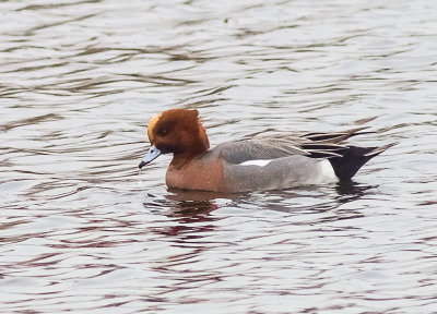 Wigeon drake
