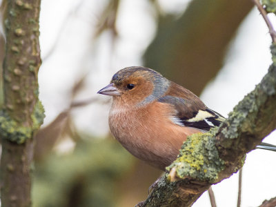 Chaffinch
