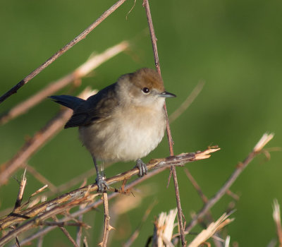 Blackcap female