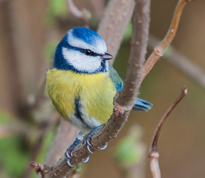 Blue Tit