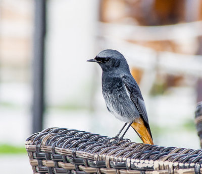 Black Redstart male