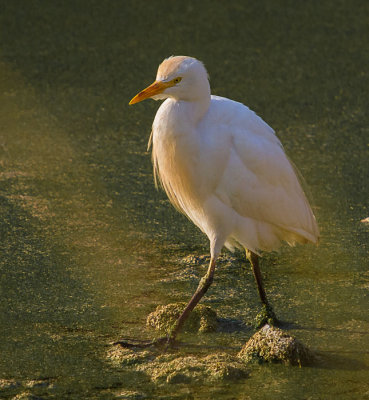 Cattle Egret