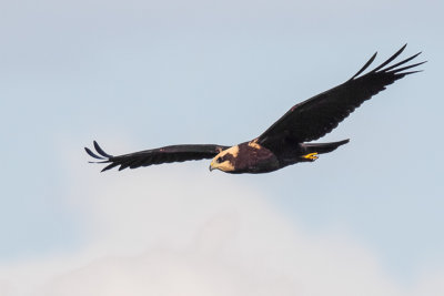 Marsh Harrier female