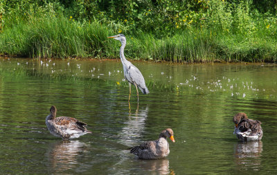Grey Heron