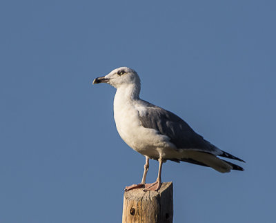 Audouin's Gull