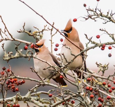 Waxwing bonding
