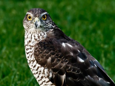  Sparrowhawk female