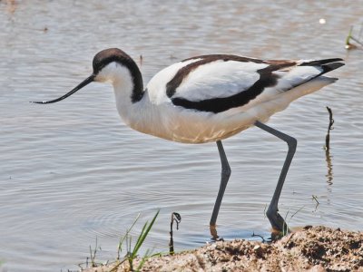 Avocet